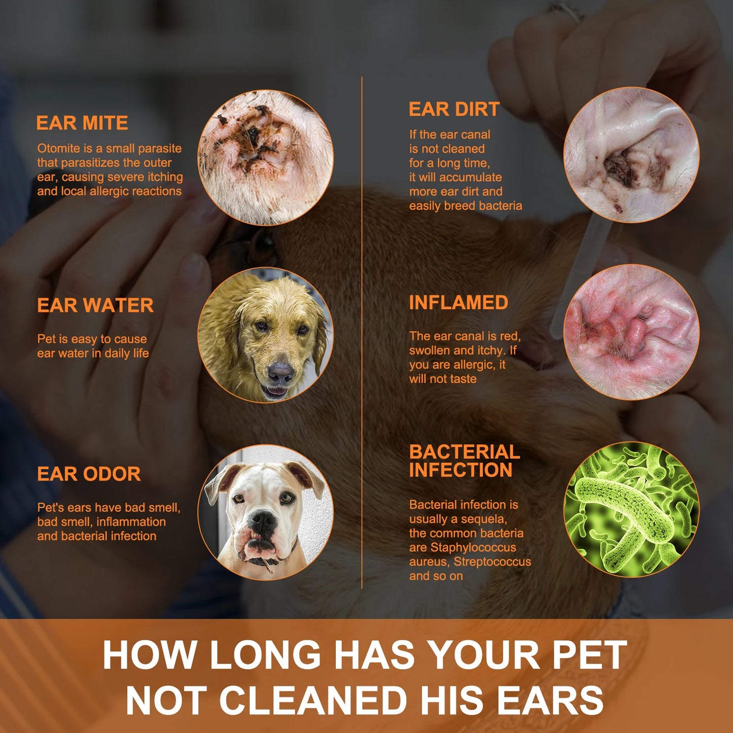 Cat and Dog Ear Mite Removal